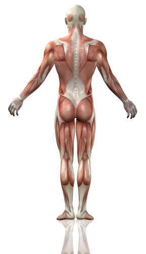 Κέντρο φυσικοθεραπείας Περαίας - body muscles